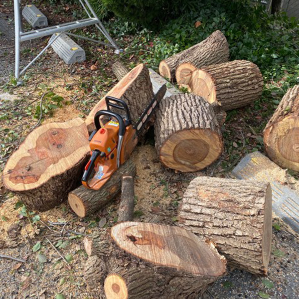 不要な庭木・植木の伐採